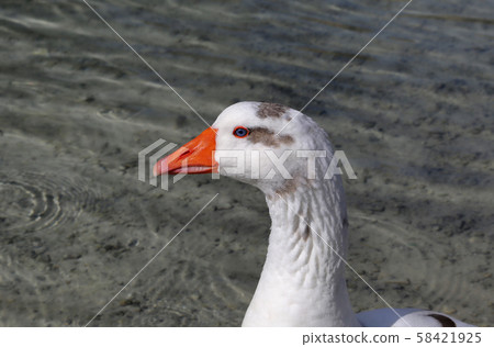 Cute goose with blue eyes and orange beak in Cute goose with blue eyes and orange beak in 58421925