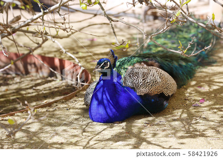 Beautiful peacock resting in the shade Beautiful peacock resting in the shade 58421926