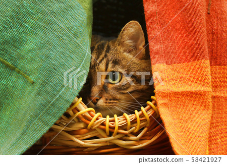 Cute cat watching from her hiding place Cute cat watching from her hiding place 58421927