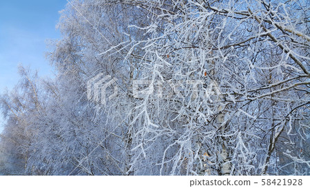 Beautiful branches of trees covered with snow 58421928