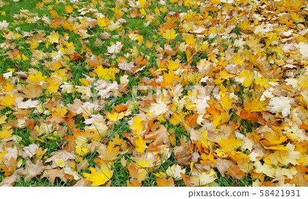 Bright autumn background from yellow leaves of Bright autumn background from yellow leaves of 58421931