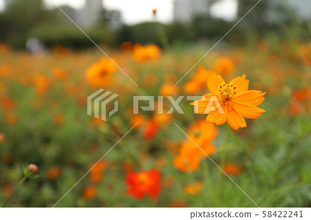  宇宙領域 58422241