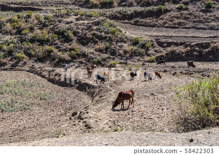 Brahman or Zebu bulls on the road to Gheralta in Tigray, Northern Ethiopia 58422303