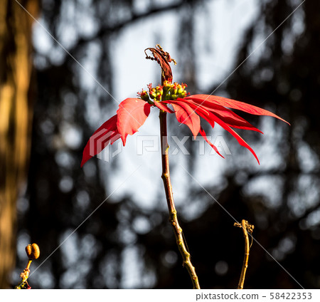 Flower in Fasil Ghebbi , a fortress-city within Gondar, Ethiopia Flower in Fasil Ghebbi , a fortress-city within Gondar, Ethiopia 58422353