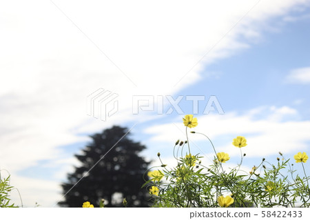 Yellow cosmos and sky 58422433