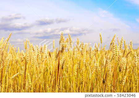 wheat field 58423046