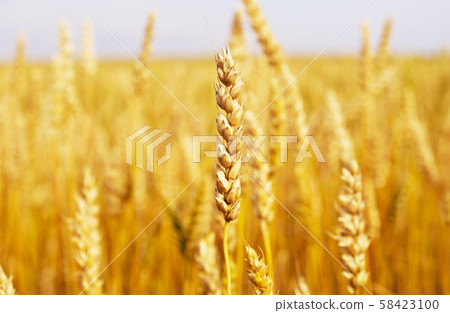 wheat field wheat field 58423100