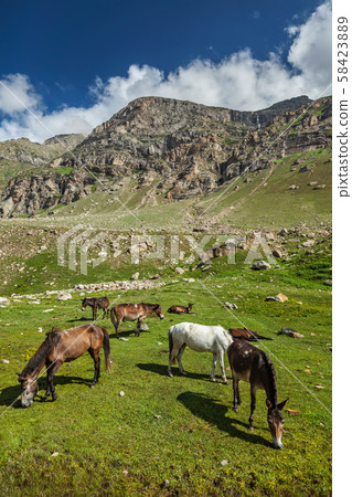 Horses grazing in Himalayas 58423889