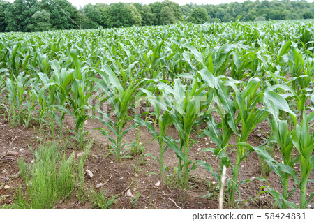 agricultural lands, young corn, a field is planted 58424831