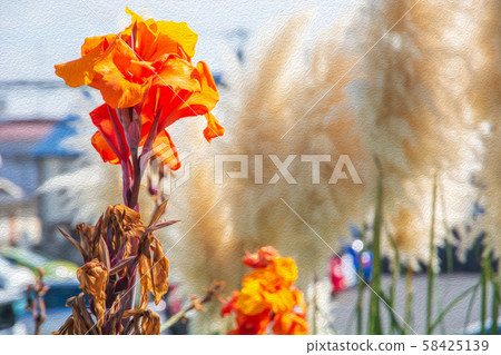 Kanna and Pampas Grass Autumn 58425139