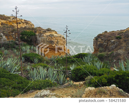 cactus and green plants on the sandstone sea shore 58425580