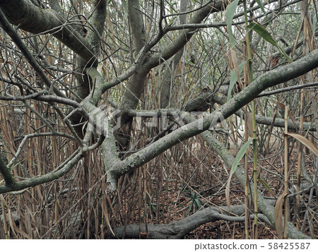 old twisted tree branches and bamboo abstract old twisted tree branches and bamboo abstract 58425587