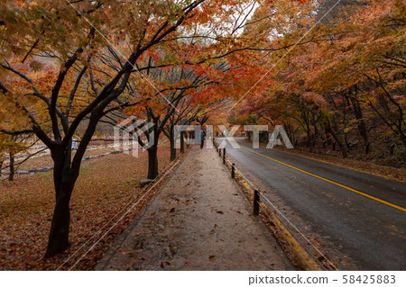 Rainy Naejangsan Maple Road 58425883