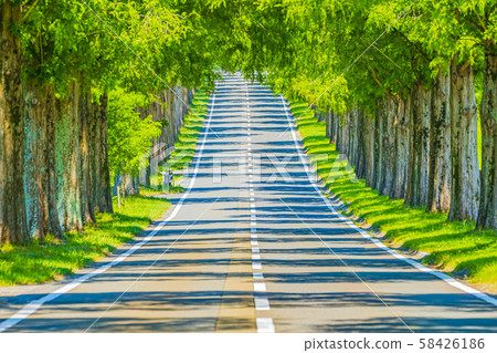 Shiga Prefecture Makino Metasequoia Namiki 58426186