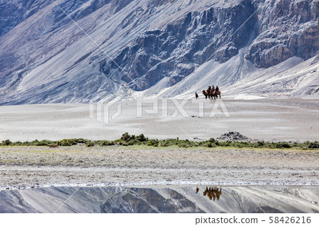Tourists riding camels in Nubra valley, Ladakh, India Tourists riding camels in Nubra valley, Ladakh, India 58426216