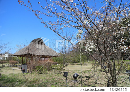 柚月城遺址(道後公園) 柚月城遺址(道後公園) 58426235