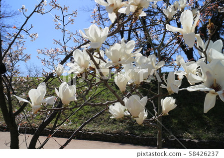 White magnolia blooming in Yuzuki Castle Ruins (Dogo Park) White magnolia blooming in Yuzuki Castle Ruins (Dogo Park) 58426237