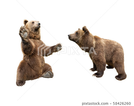 brown bear stands on its hind legs and the second brown bear stands on its hind legs and the second 58426260