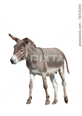 donkey isolated on white background 58426263