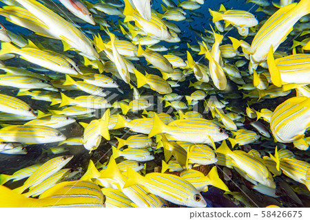 yellow Snapper Lutjanidae while diving maldives 58426675