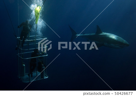 Divers in a cage with Great White shark underwater 58426677