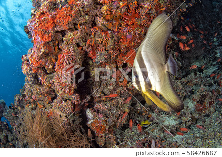 bat fish underwater in maldives bat fish underwater in maldives 58426687