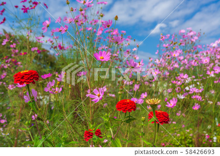 Summer, autumn flowers Zinnia and autumn cherry 58426693
