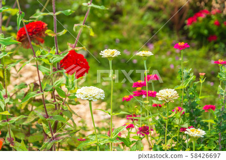 Summer, autumn flowers Zinnia 58426697