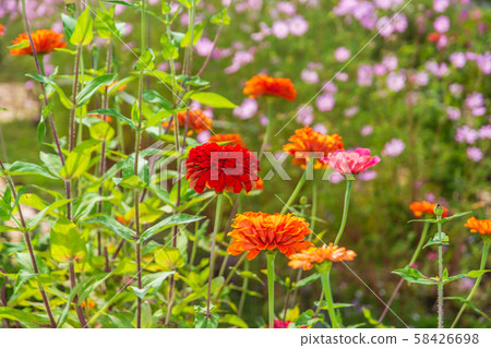 Summer, autumn flowers Zinnia and autumn cherry 58426698