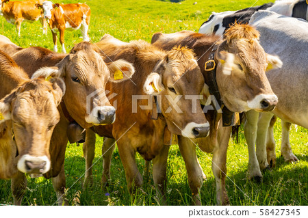 Scenic landscape with herd of cow on pasture Scenic landscape with herd of cow on pasture 58427345