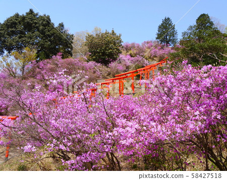 石崎稻荷大社的蜜蜂杜鵑花社區/“日本三大風景名勝”天橋立，Sesshu / Shizzaki的景色，京都府宮津市 58427518