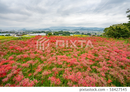 苦心寺5003 苦心寺5003 58427545