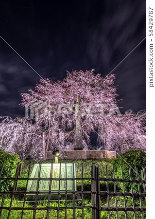《京都》丸山公園的垂枝櫻花 《京都》丸山公園的垂枝櫻花 58429787