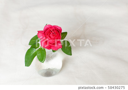 Red roses on white fabric background 58430275