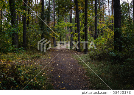 Path in autumn forest in sunny day. Selective Path in autumn forest in sunny day. Selective 58430378