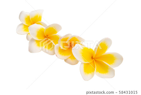 beautiful frangipani flower isolated beautiful frangipani flower isolated 58431015