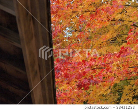 Autumn leaves of Hokkaido Autumn leaves of Hokkaido 58431258