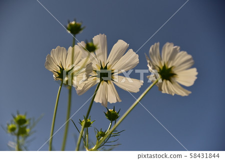 White flower cosmos in the blue sky White flower cosmos in the blue sky 58431844