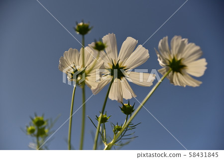 White flower cosmos in the blue sky White flower cosmos in the blue sky 58431845