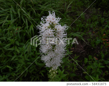 Liatris蘭香 58431873