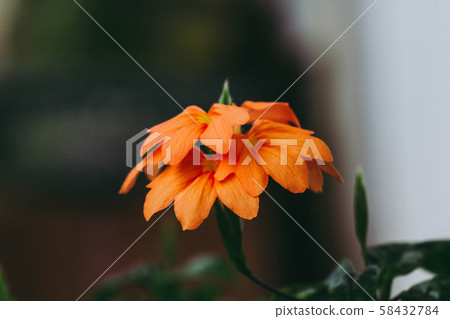 Orange flower bouquet with warm light,selective focus 58432784