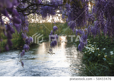 Blooming purple wisteria above the river on sunset Blooming purple wisteria above the river on sunset 58433476