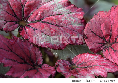 Coleus Coleus 58434766