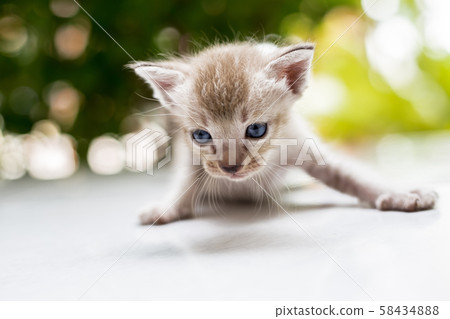 Close up the kitten eyes. Soft focus the brown Close up the kitten eyes. Soft focus the brown 58434888