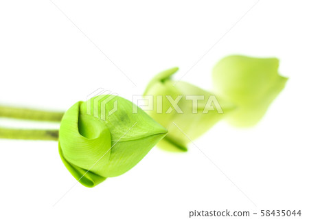 Fresh green lotus flower at white background, Scientific names are Nelumbo spp 58435044