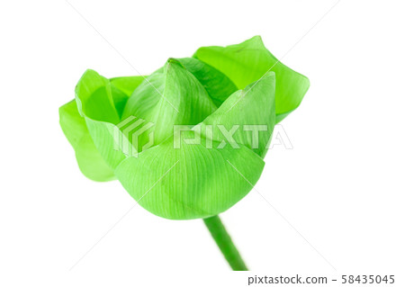 Fresh green lotus flower at white background, Scientific names are Nelumbo spp 58435045