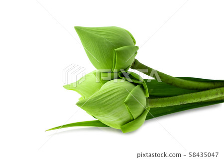 Fresh green lotus flower at white background, Scientific names are Nelumbo spp Fresh green lotus flower at white background, Scientific names are Nelumbo spp 58435047