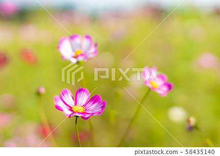 Fall cherry tree Fall cherry tree 58435140