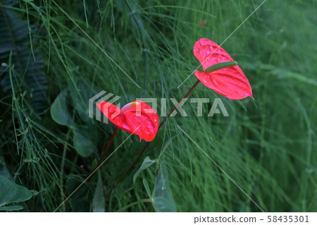 Anthurium Anthurium 58435301