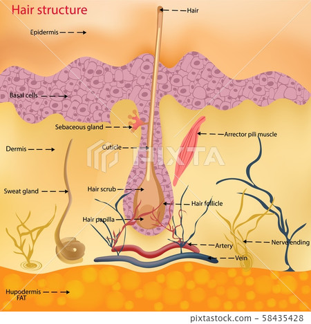 The anatomical structure of the hair on the head of a person under a microscope close-up. Vector 58435428